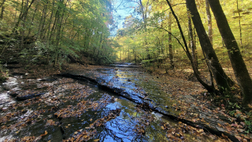 Flat rock-like formations covered in leaves and water surrounded on either side by lush green trees.