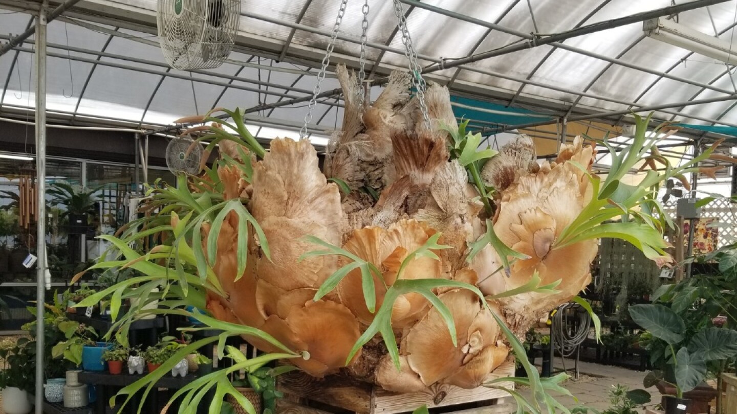 Giant Staghorn Fern on the move - COLAtoday