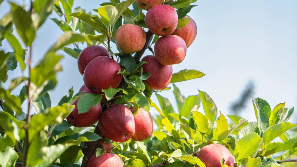 Multiple apples hanging at an orchard