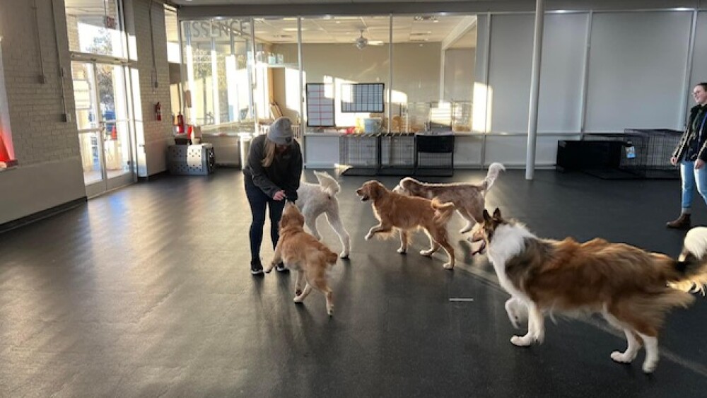 Five dogs in a room with a person feeding one a treat.