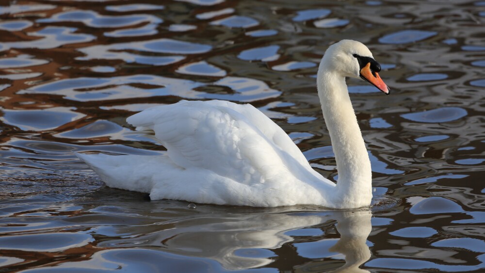 A mute swan swims in dark lake water.