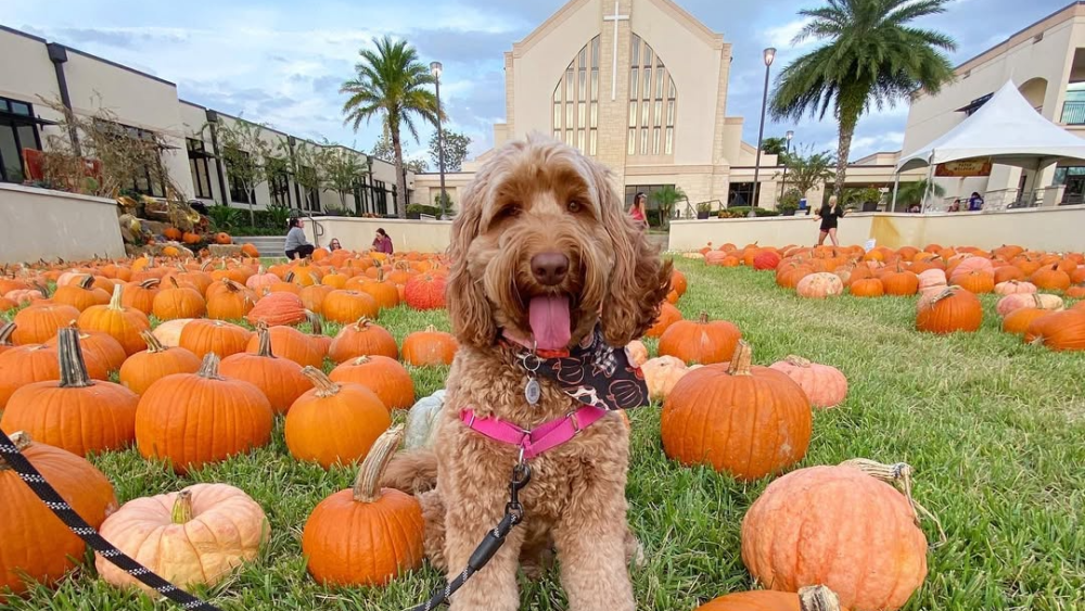 A fluffy brown dog sits in a large pumpkin patch in front of the First United Methodist Church of Lakeland.