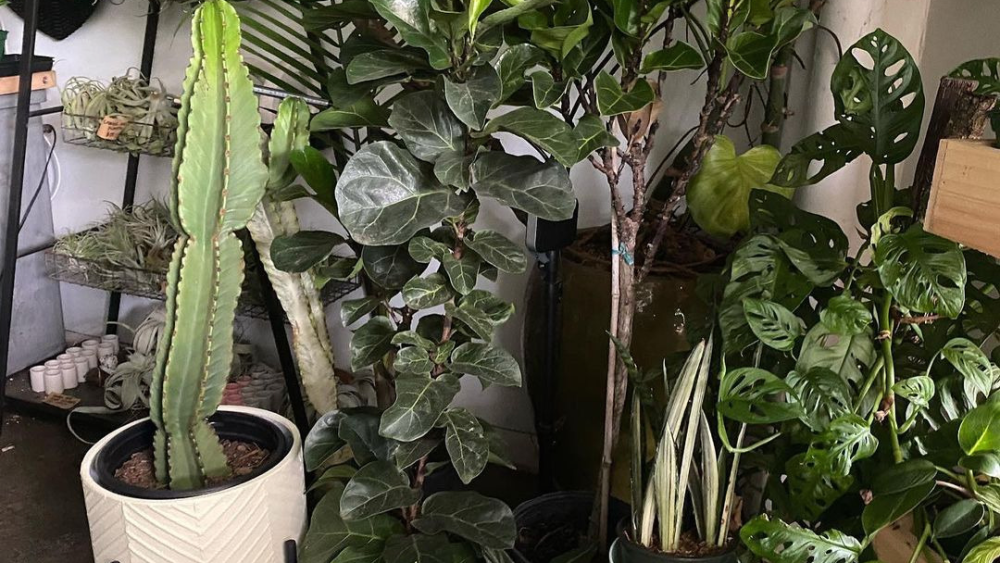 A selection of indoor plants, including a cactus, fig tree, ferns and more
