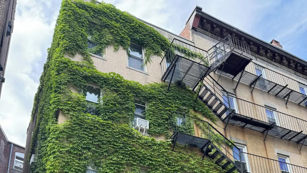 A photo of an ivory brick building covered in ivy leaves.