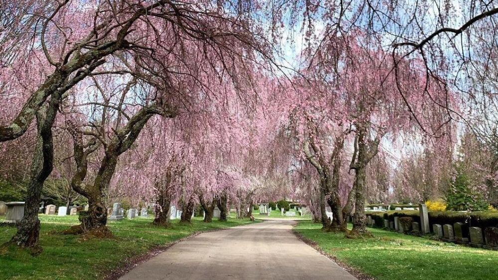 A view of cherry blossom trees.