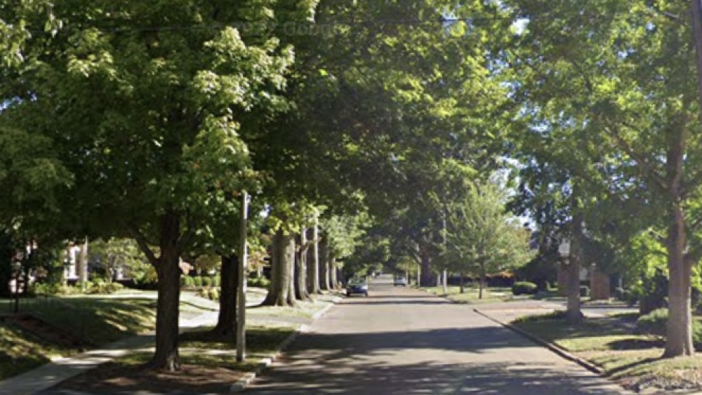 A tree-lined street in Kenwick. Green leaves cast shadows over the road with sunlight streaming through.