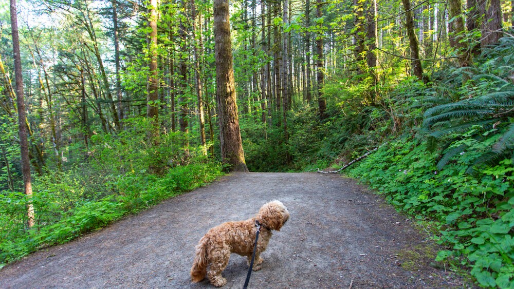 A small cockapoo on a trail in a forest at Moulton Falls