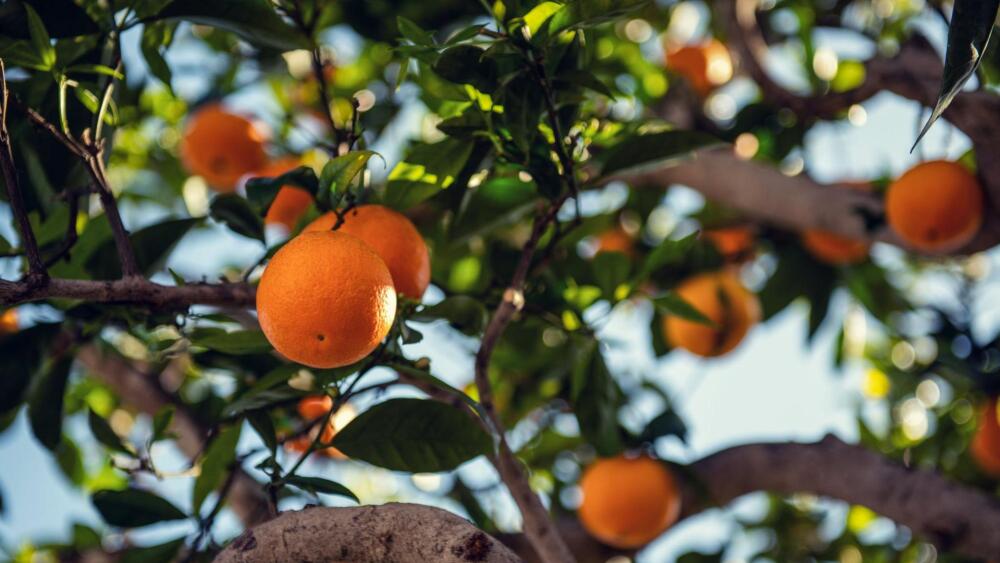 oranges in a tree
