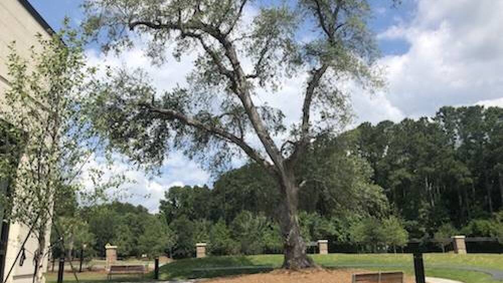 A behind the scenes look inside the new Wando Mount Pleasant Library ...