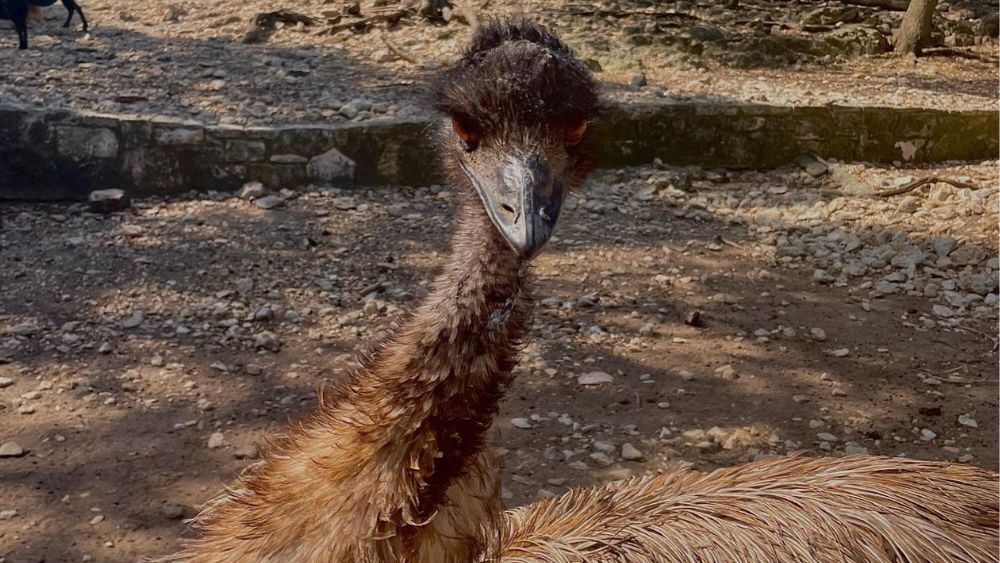 Ostrich at the Wonder World Cave & Adventure Park