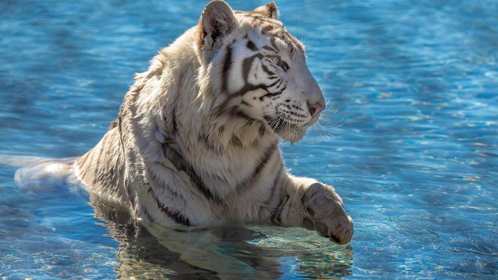 Lions Tigers & Bears
