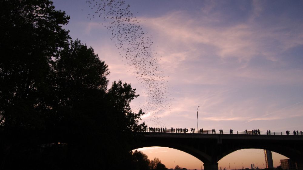 Spectators witness bats flying from the Congress Avenue Bridge in Austin, Texas.