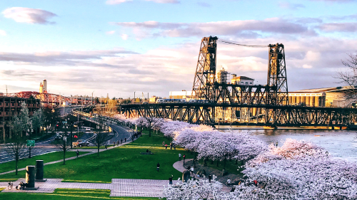Cherry blossoms bloom along the Willamette River with Portland's Steel Bridge in the background.