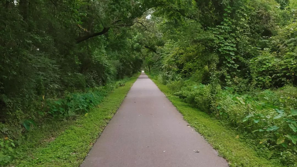 trail surrounded by greenery