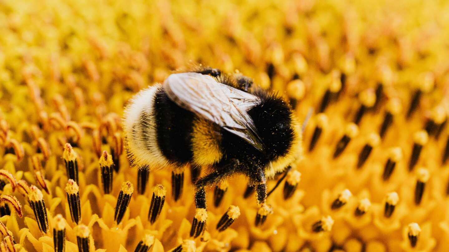 Pollen season is getting worse in NC RALtoday