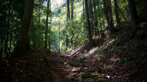 A flight of wooden stairs ascends up a hill into a forest of thick trees and foliage.