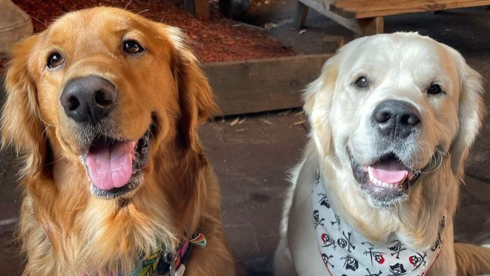 Two golden retrievers smile for the camera.