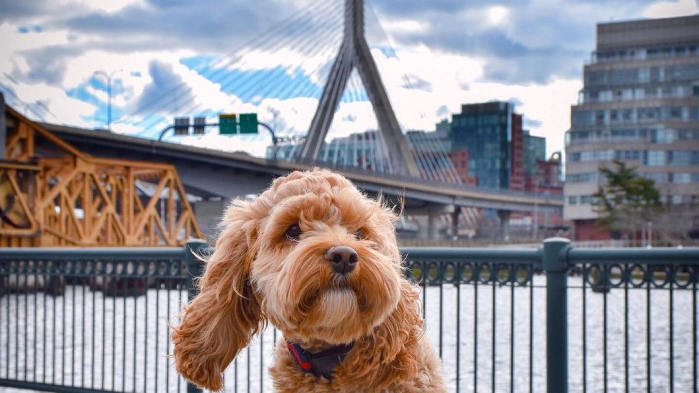 Boston Neighborhoods as dog breeds - BOStoday