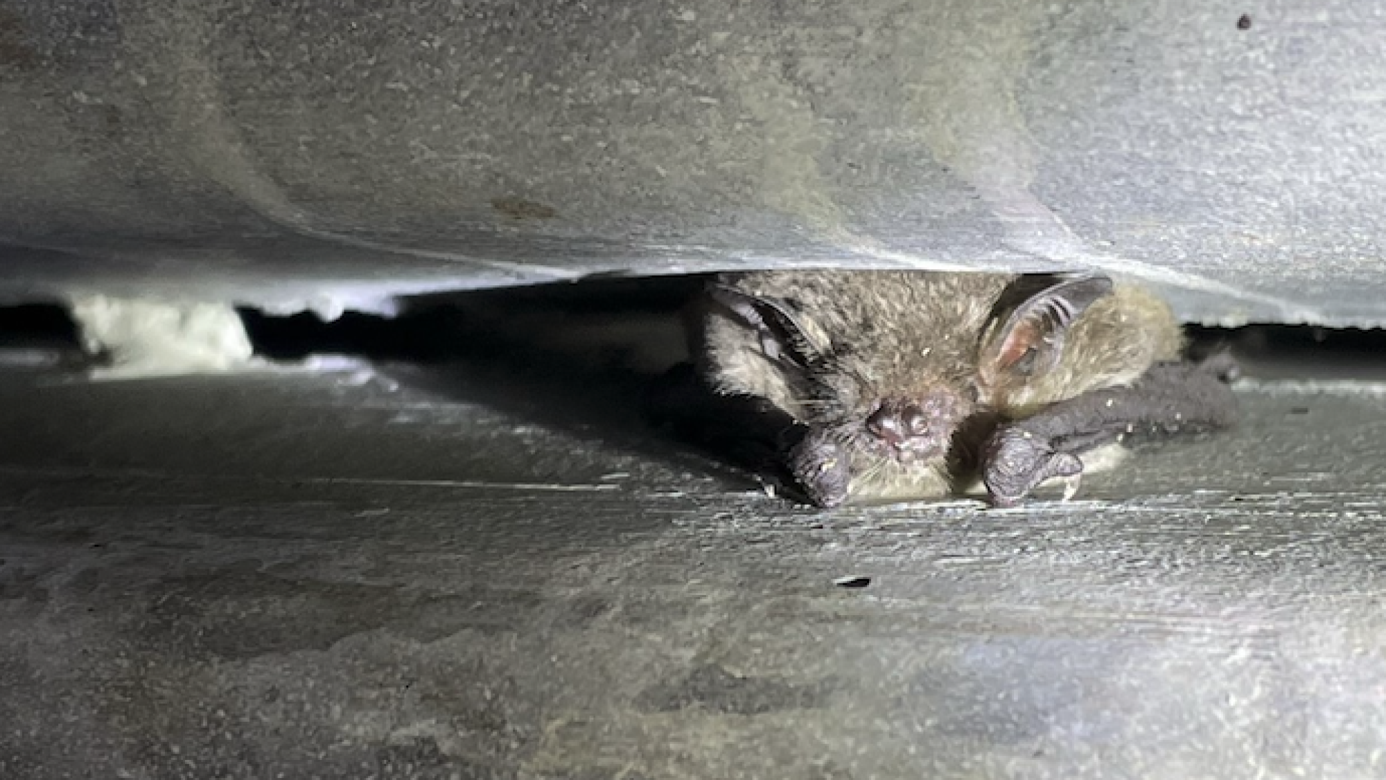 A federally-endangered bat species was just discovered in Greenville ...