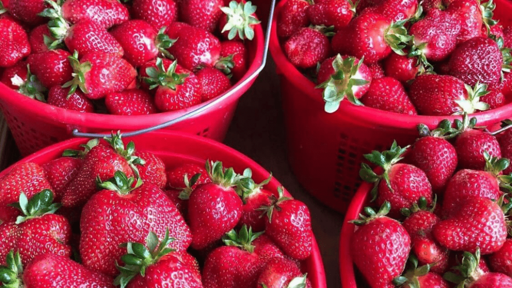 Strawberry-themed dishes at the Strawberry Festival 2026
