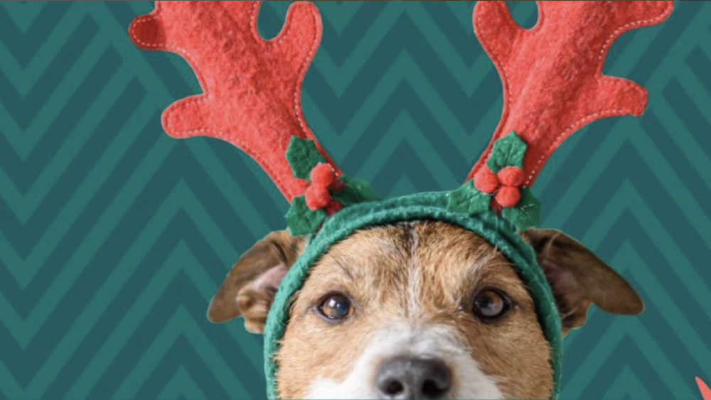 A dog with reindeer ears on. There is a Christmassy background.