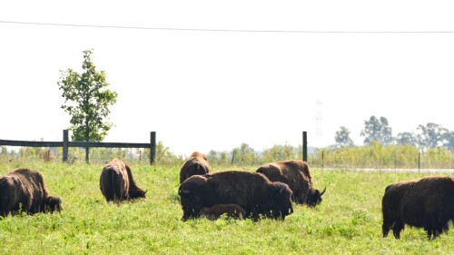 BDC_FirstBabyBison2023_LizChristian-2.jpg