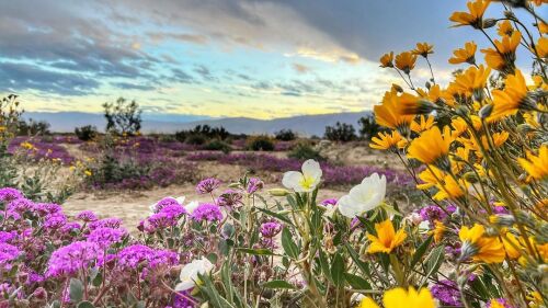 SD Anza-Borrego Desert Bloom 2023