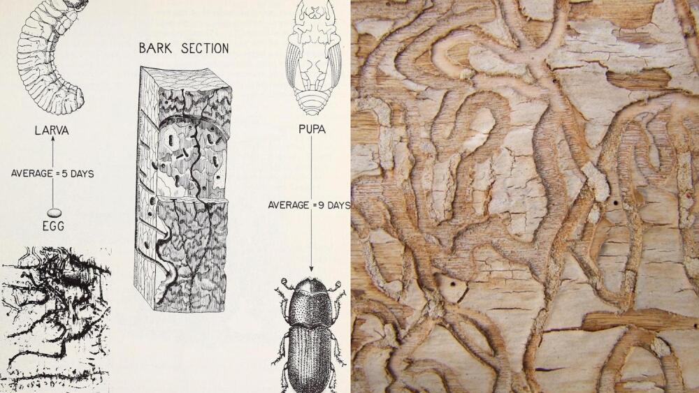 A diagram of timber beetles and their effect on wood