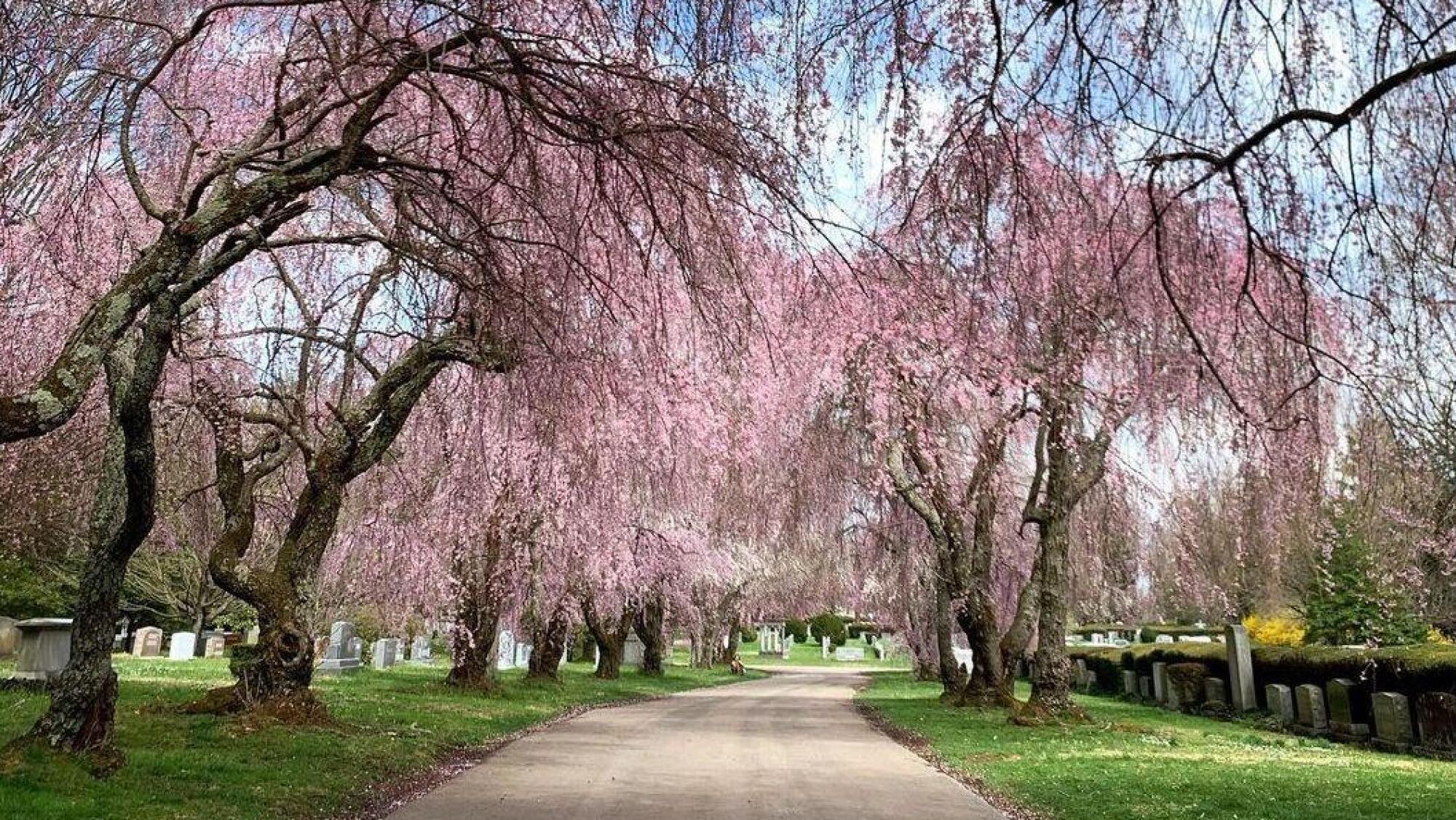 Spring flower walks in Lexington