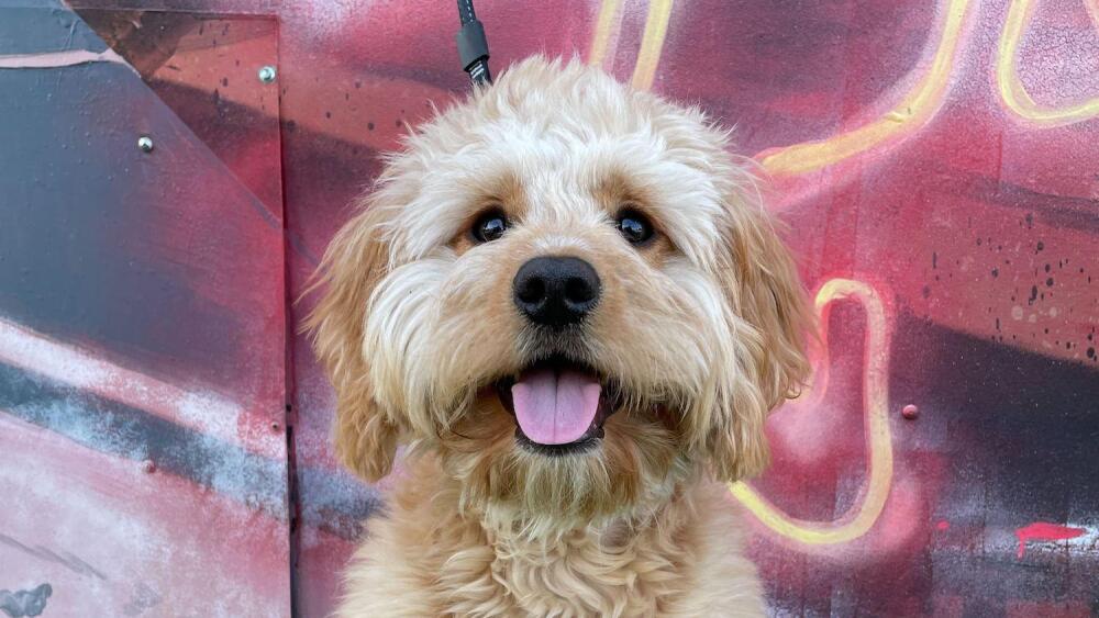 What to Do With Your Dog in Lexington: Ultimate Fun Guide