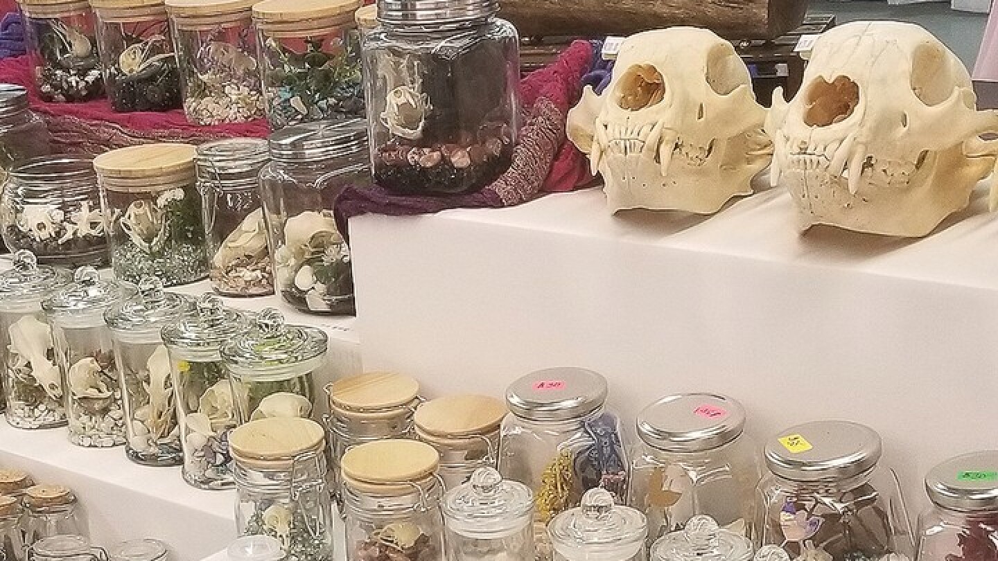 The Oddities & Curiosities Expo in Tampa, FL TBAYtoday