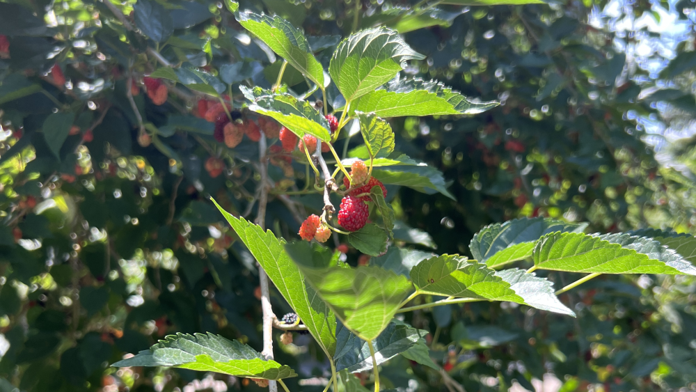 A leafy mulberry bush with red berries and deep green leaves