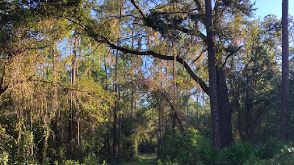 Gator Creek Trail