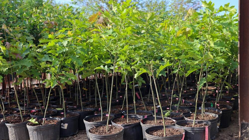 A large group of tree saplings in pots