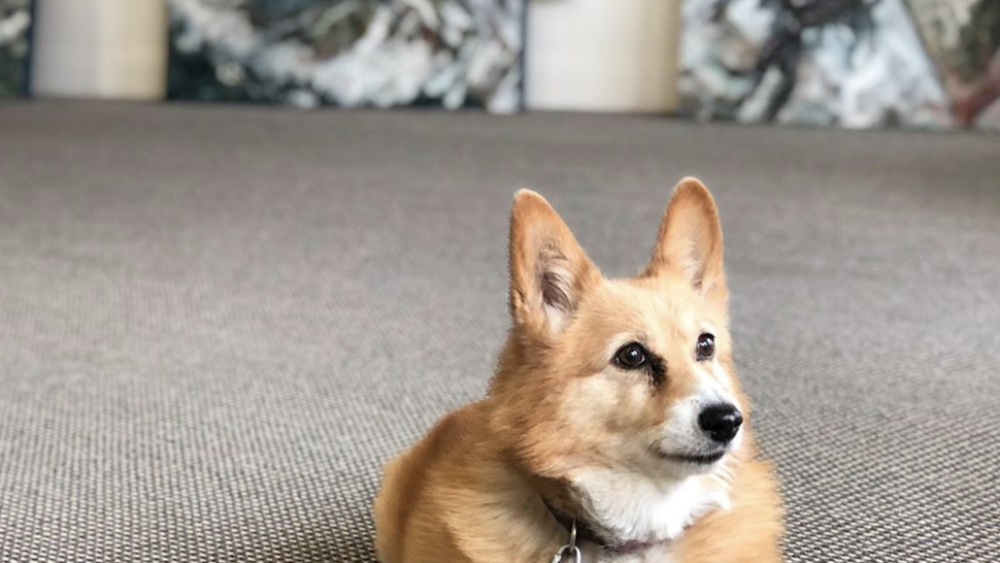 Queen V the Corgi – MAC’s resident arts dog