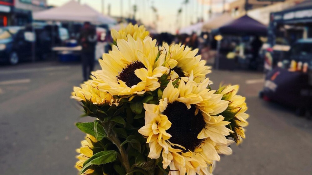 Sunflowers being help in front of the Ocean Beach Farmers Market