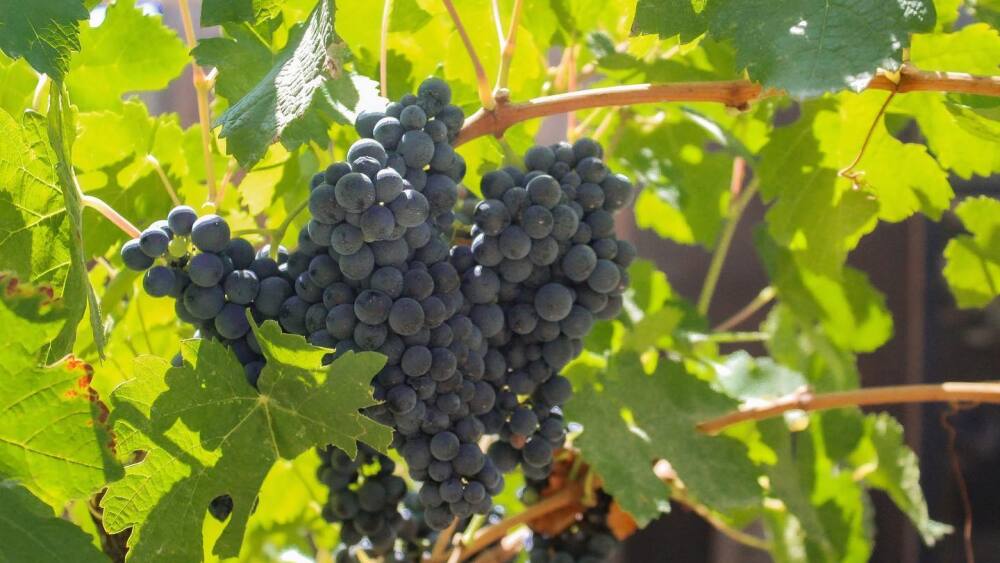 Peltzer Winery