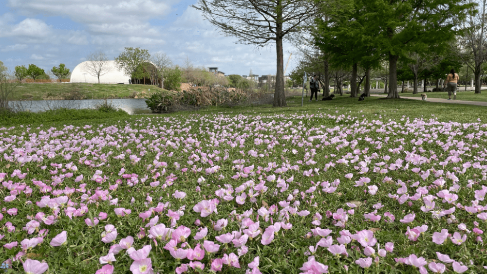 A view of the lake from the Mueller Lake Park, with pink wildflowers in the foreground.