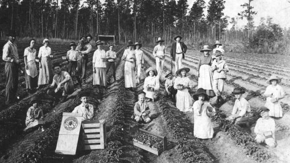 A historical, black and white photo of strawberry farmers in a field in the Kathleen area. Adults and children sit between boxes and rows of strawberries, holding berries.