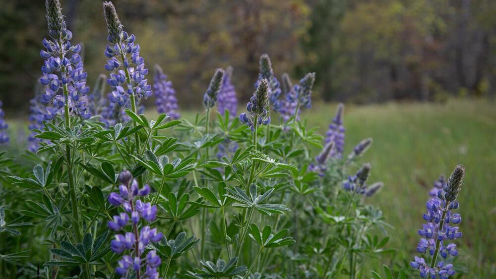 purple-blue lupine flowers grow on long vertical stalks 