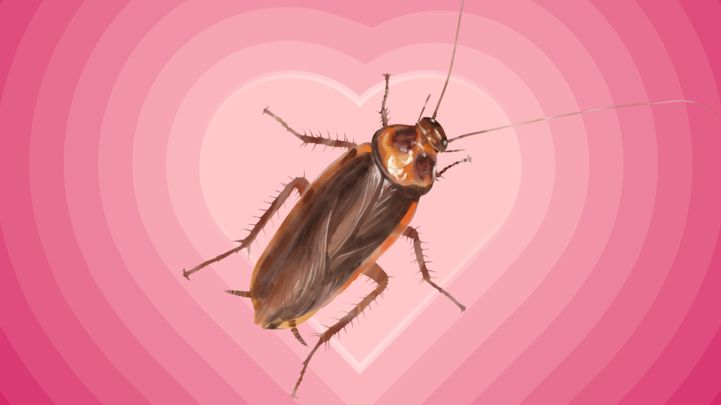 Cry me a cockroach returns to SA Zoo - SATXtoday