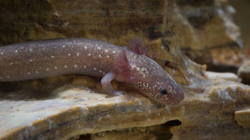 The Barton Springs Salamander, a small aquatic amphibian with a speckled brown body and pale spots. It has feathery, pink external gills near its head and tiny limbs. The salamander is resting on a rocky surface underwater, blending with its surroundings.