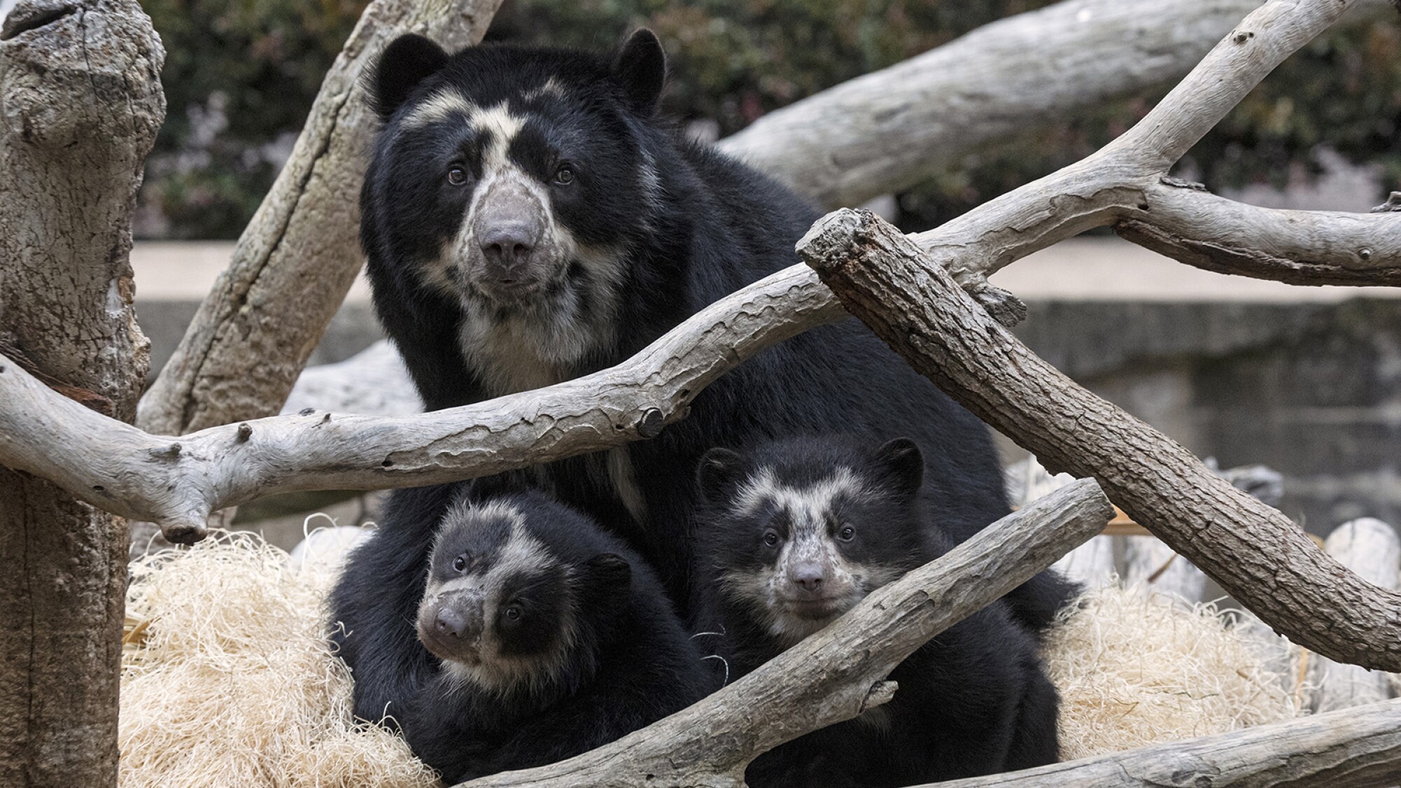 Baby Animals Welcomed At The San Diego Zoo SDtoday baby-animals-welcomed-at-the-san-diego-zoo-sdtoday