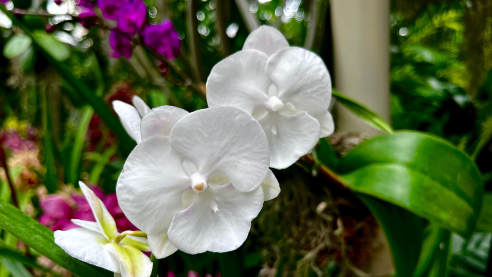 608 olbrich orchids