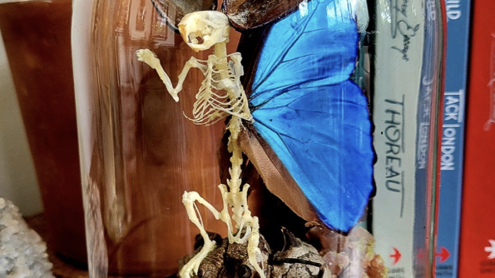 Oddities and Curiosities Expo