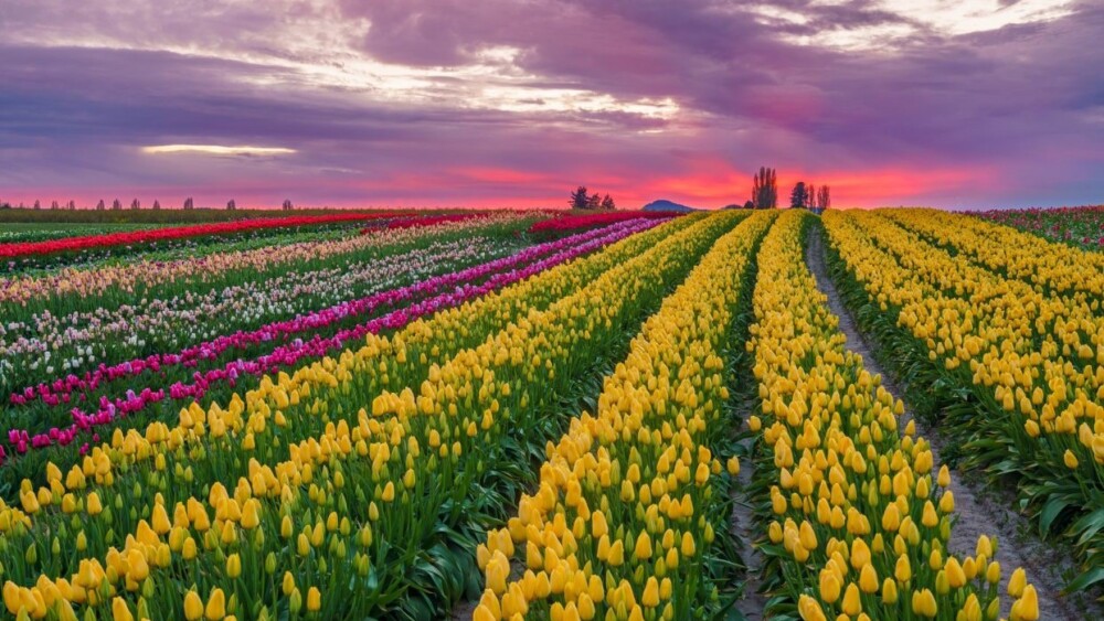 Rows of yellow, magenta, and light pink tulips stretch out away from the camera towards a light pink sunset.