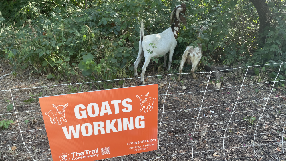 Goats at work: Trail Conservancy releases herd to clear invasive plants ...