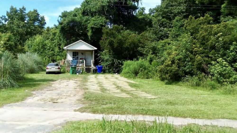 Sweetgrass drying in a yard in Phillips, photograph courtesy of Brockington and Associates