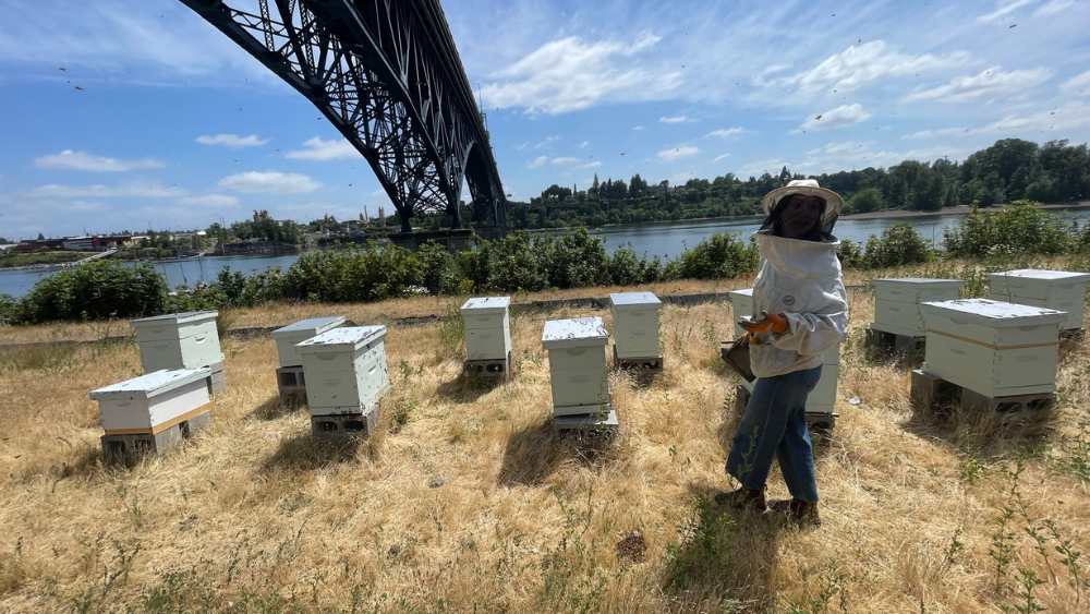 A beekeeper in full garb stands among hives beneath the Ross Island Bridge in Portland, Oregon. The hives are a part of the Jacobsen Salt Co.' Hive Program for harvesting locally sourced honey.