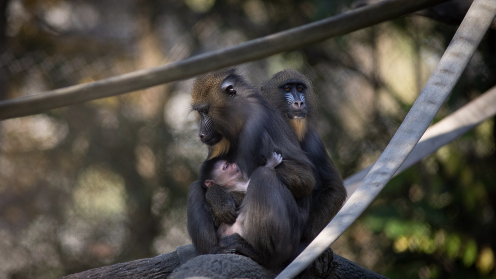 Lush Punch The Monkey Isn't The First Lonely Zoo Animal To Capture Our Hearts – Or Raise Troubling Questions Photo for Desktop Lush Punch The Monkey Isn't The First Lonely Zoo Animal To Capture Our Hearts – Or Raise Troubling Questions Photo for Desktop